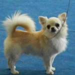 chihuahua (1)