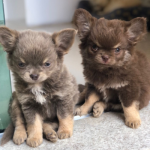 chihuahua (2)