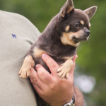 chihuahua (4)