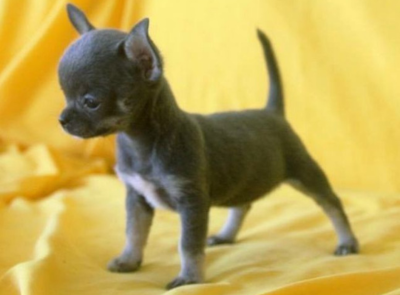 chihuahua_SEÇÃOchihuahua_SEÇÃO