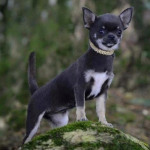 fotos_novas_chihuahua_canil_mascara_negra (1)