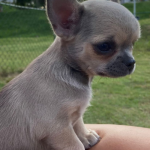 fotos_novas_chihuahua_canil_mascara_negra (11)