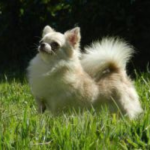 fotos_novas_chihuahua_canil_mascara_negra (13)