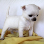 fotos_novas_chihuahua_canil_mascara_negra (14)