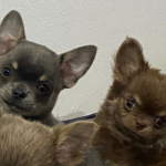 fotos_novas_chihuahua_canil_mascara_negra (15)
