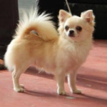 fotos_novas_chihuahua_canil_mascara_negra (2)