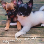 fotos_novas_chihuahua_canil_mascara_negra (3)