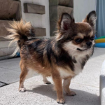 fotos_novas_chihuahua_canil_mascara_negra (4)