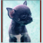 fotos_novas_chihuahua_canil_mascara_negra (5)