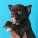 fotos_novas_chihuahua_canil_mascara_negra (8)